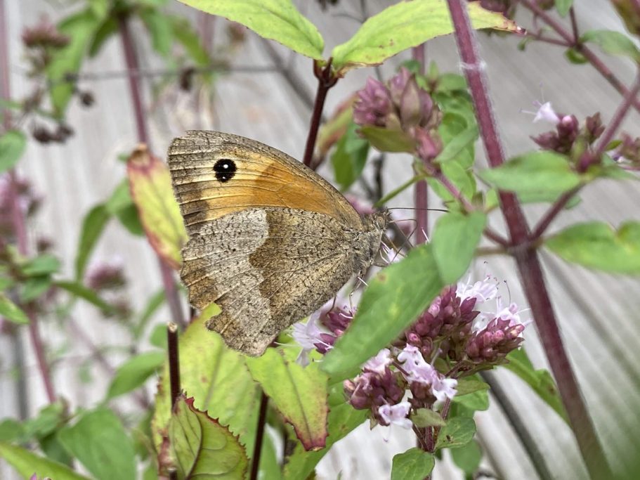 Schmetterling